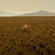 Leatherface's head just peeks above the top of a vast field of tall crops, with mountains in the distance.